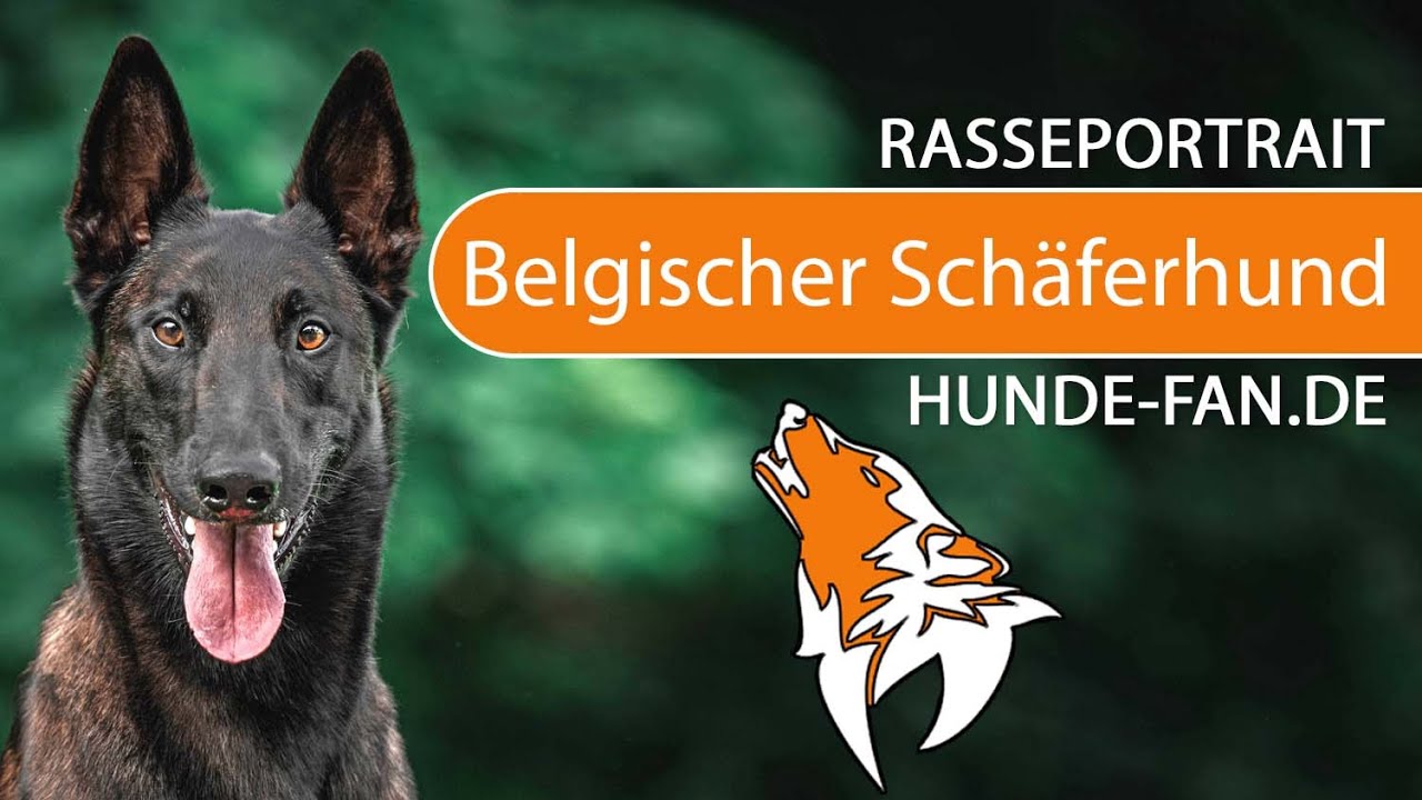 ► Belgischer Sch&auml;ferhund - Malinois [2018] Rasse, Aussehen & Charakter