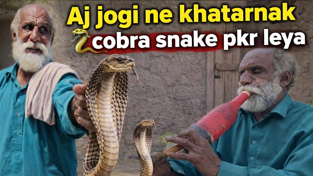 Aj Jogi Ne Zinda Cobra Pakar Liya 🐍 | Real Cobra Catching Video سانپ چل کر پاس اگیا #fun #jogi #foru