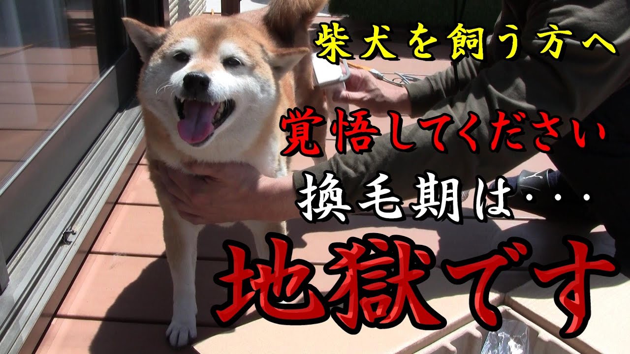 柴犬の換毛期が残酷すぎる！・・・ブラッシングに疲れ果てたので【Neakasa P1 Pro】を使ってみた