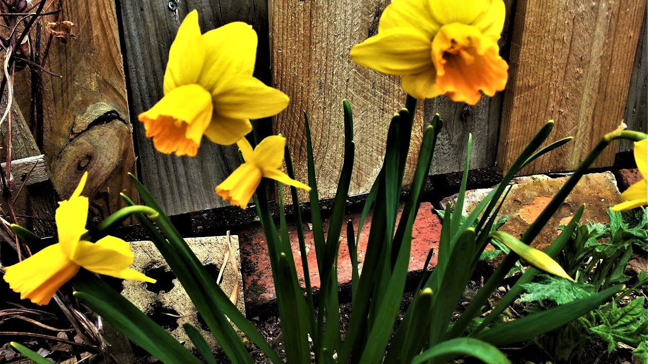 Early Spring Blossoms