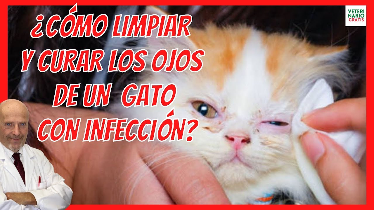 🔴 ¿COMO LIMPIAR Y CURAR LOS OJOS DE UN GATO CON INFECCIÓN? 🔴 (CONJUNTIVITS) con TOBREX