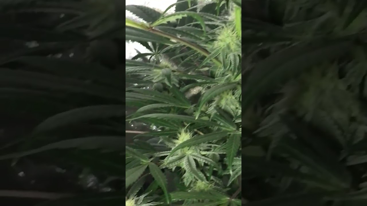 God bud