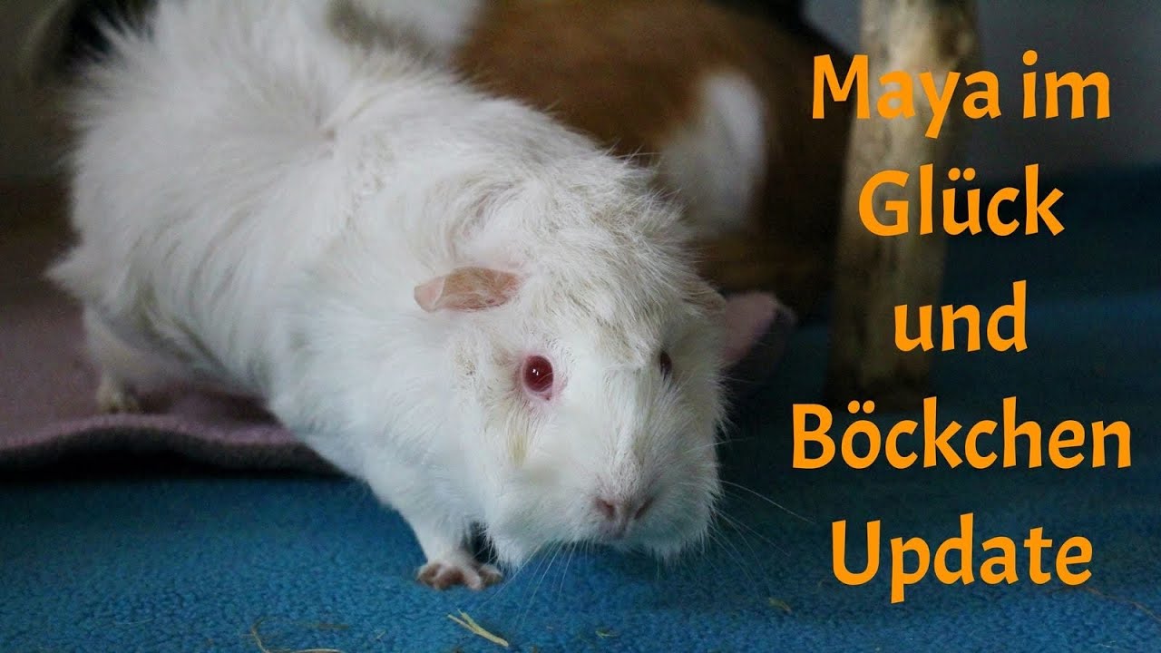 ReUpload - Maya im Glück und Böckchen Update