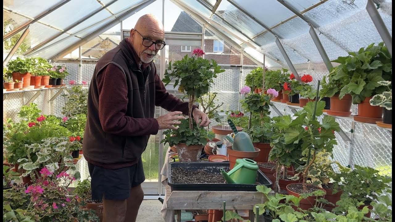 Over Wintering Tips - Trimming Larger Plants, Pulling up Root Cuttings
