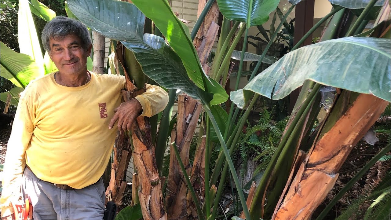 Pruning a Giant Bird of Paradise Extended Version with 2 Clumps - Vargas Landscaping Presents