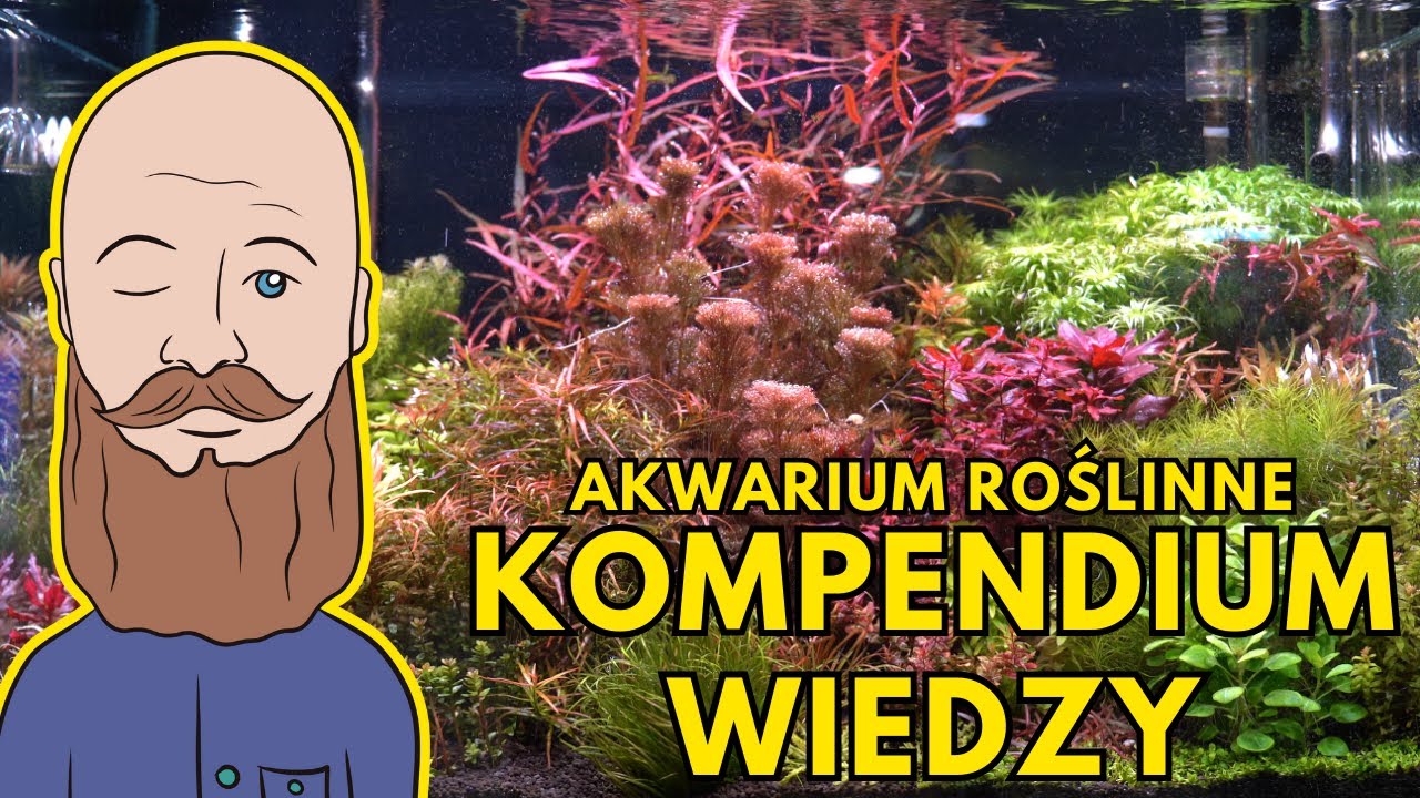 Akwarium roślinne - aktualizacja