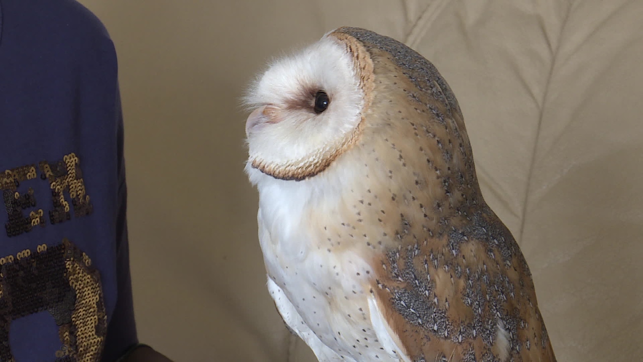 Mierloose Melissa heeft een kerkuil als huisdier