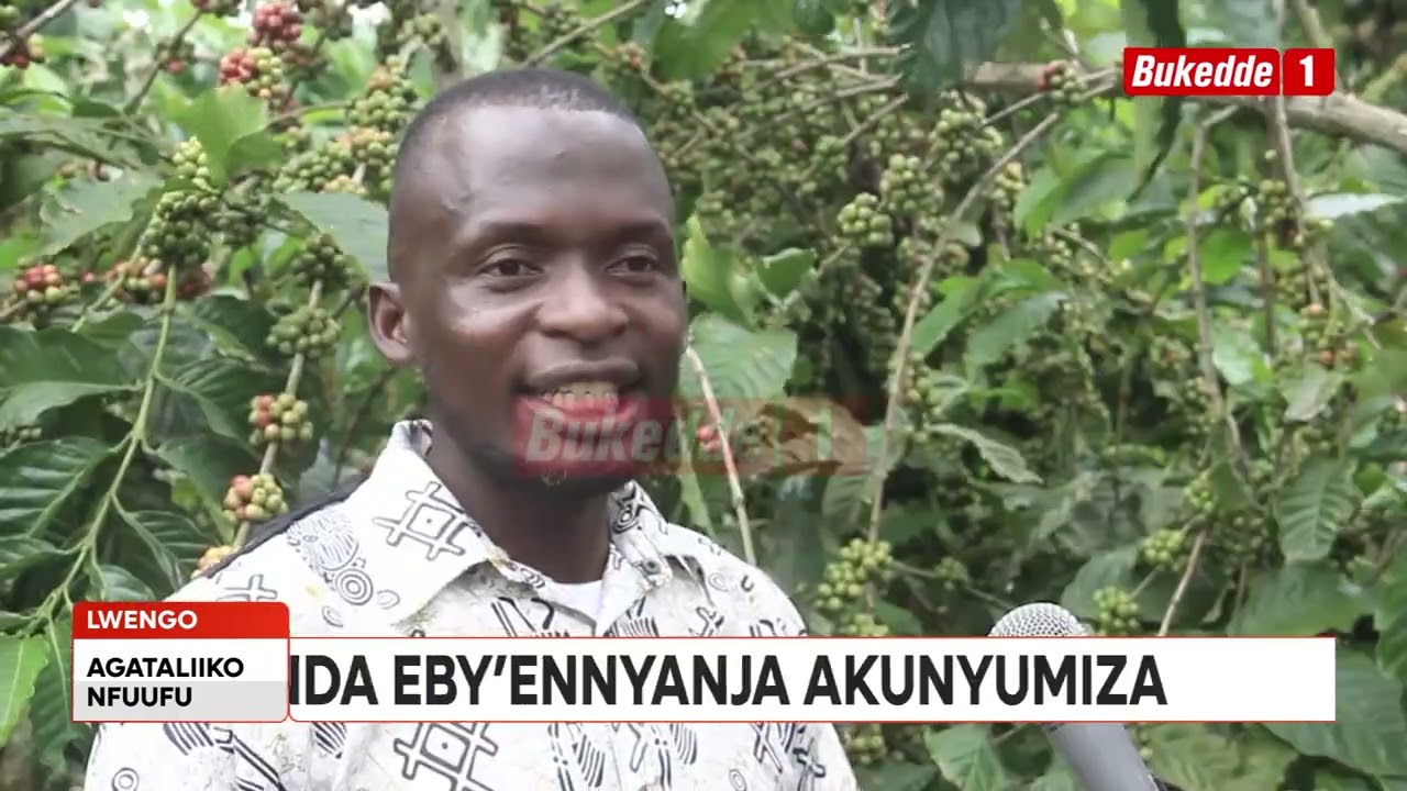 Agataliikonfuufu omulimi asinga tukuletede Bukenya Moses ow'emyaka 38 nanyini farm ye Nkuyu kyengeza
