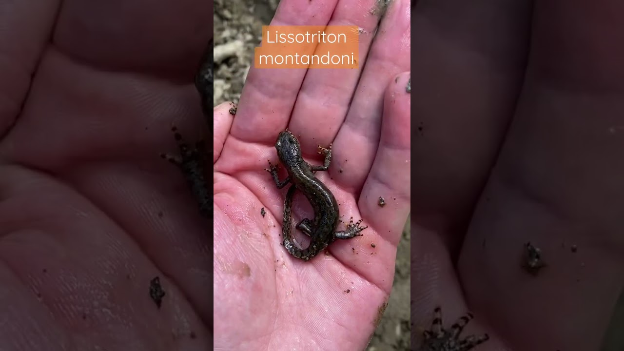 Тритон карпатський. Lissotriton montandoni. Carpathian newt