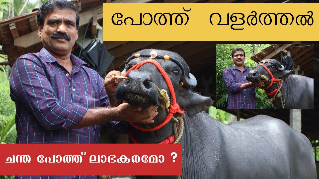 Buffalo Farming Kerala | Success Story Off Market Buffalo 🐃 ചന്തപോത്ത് #buffalofarming