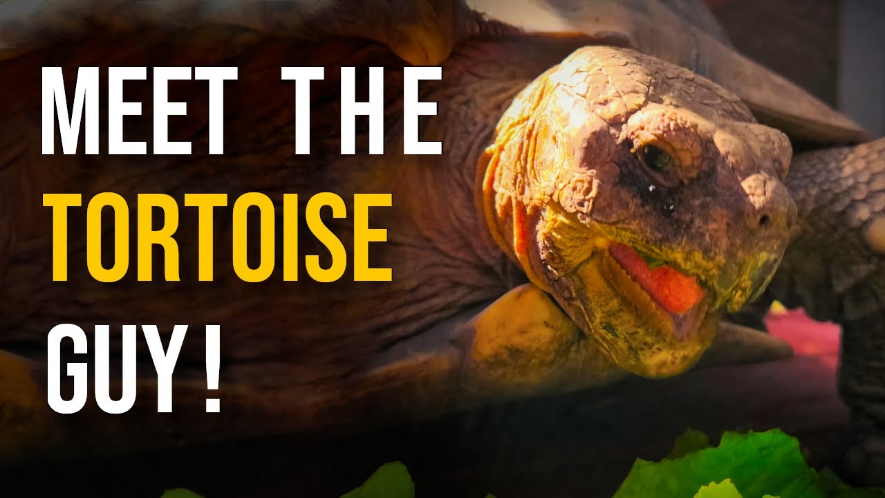Tortoiseland, the Los Angeles tortoise sanctuary!