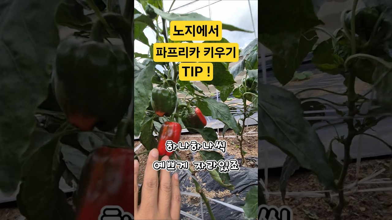 파프리카 키우기. 중요한 팁