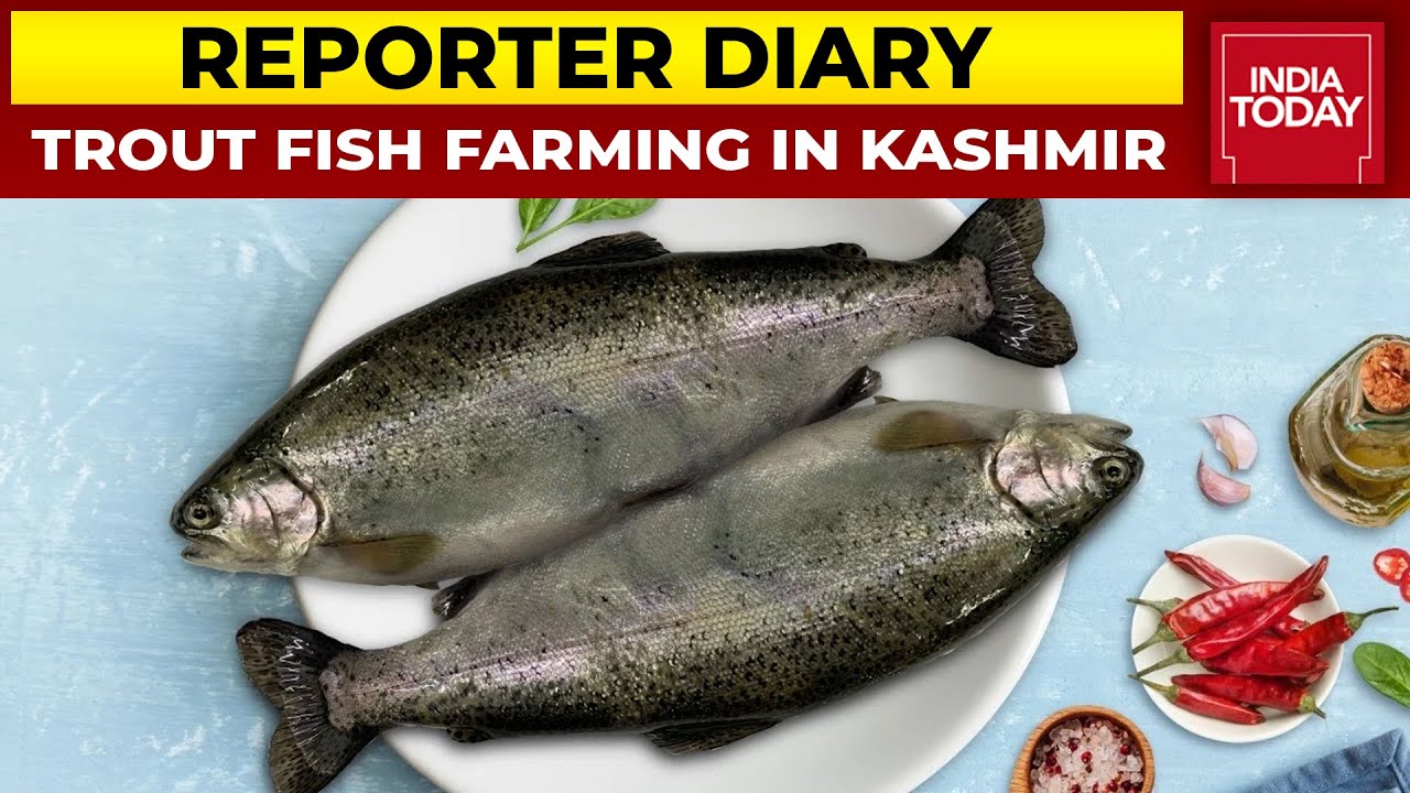 20-Year-Old Woman Sets Up Trout Fish Farming With Aquaculture Technology In Kashmir | Reporter Diary