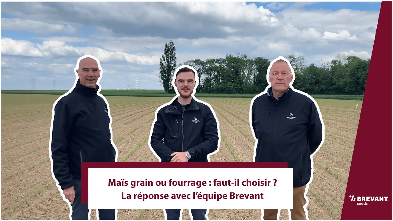 Maïs grain ou fourrage : faut-il choisir ? La réponse avec l’équipe Brevant