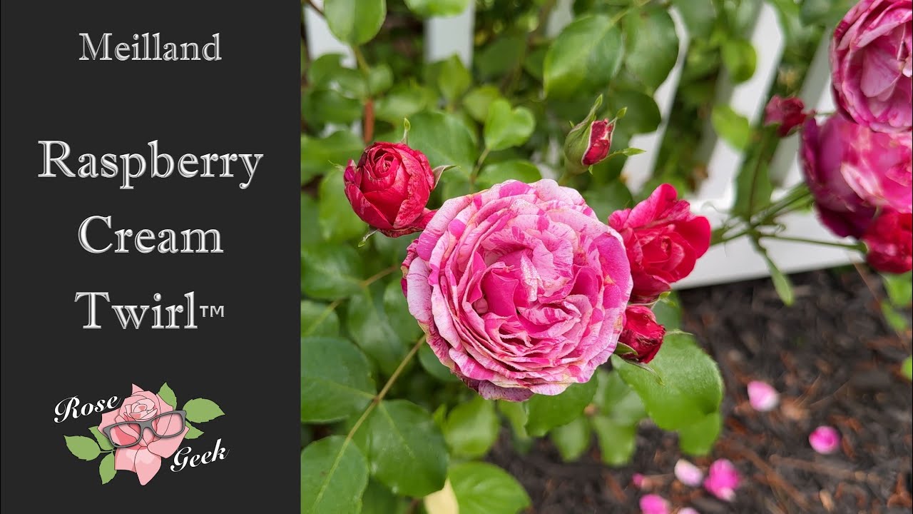 🌹Raspberry Cream Twirl&trade;/Meiteratol/Climbing Rose/ Zone 8a
