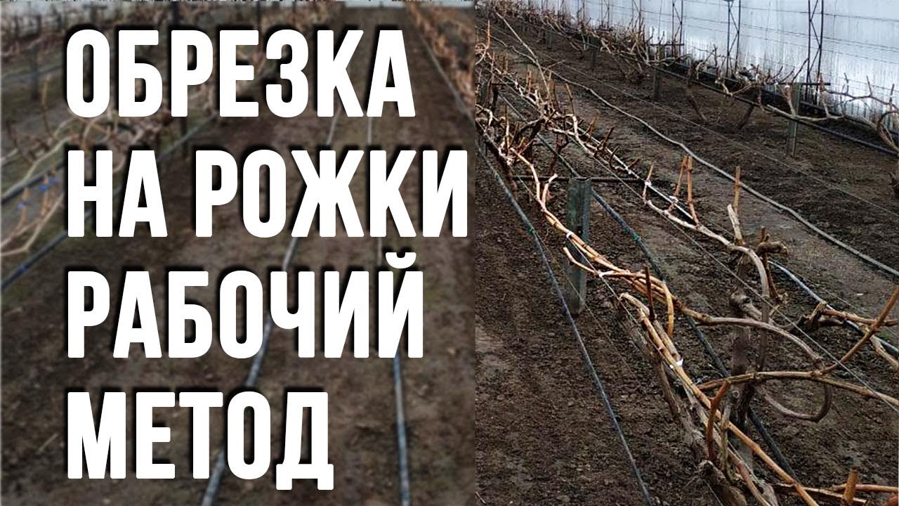 Виноград в теплице. Формировка  на рожки .
