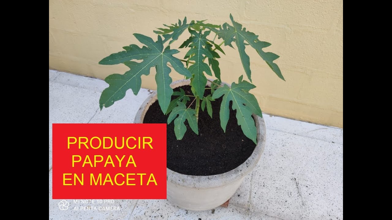 COMO GERMINAR PAPAYA