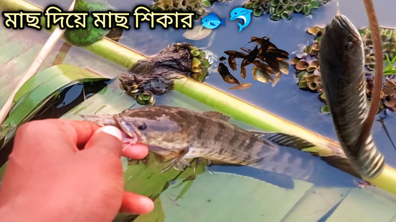 মাছ দিয়ে মাছ শিকার 😱✅|শোল মাছ ধরার কৌশল 🐟🐬|