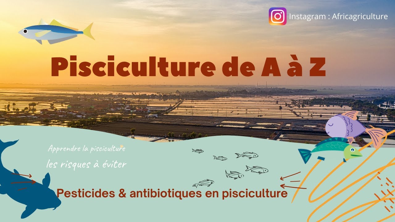 Le business en Afrique :  La pisciculture de A à Z,  création d'un bassin piscicole, vente au marché