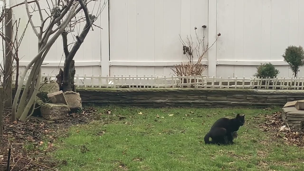 HUGE CAT Mating with kitten -Feline disConnected #backup #animal #shorts