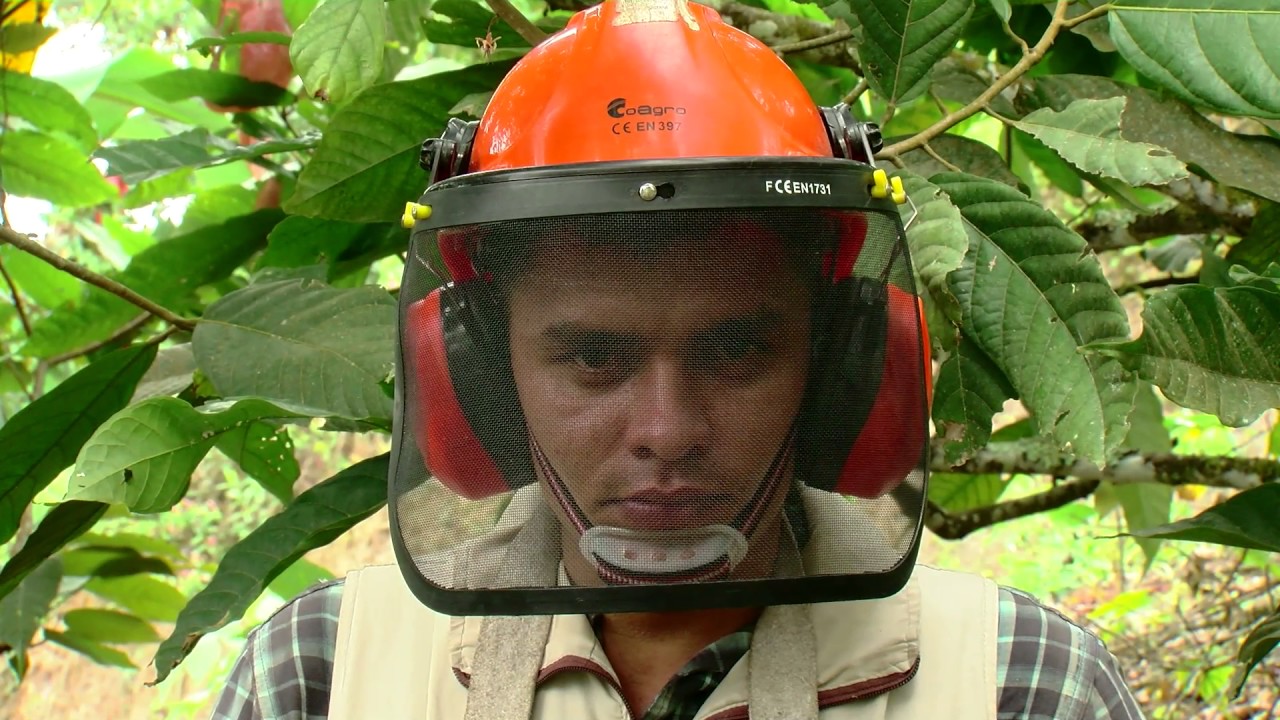 FEDECACAO - LA PODA DEL CACAO