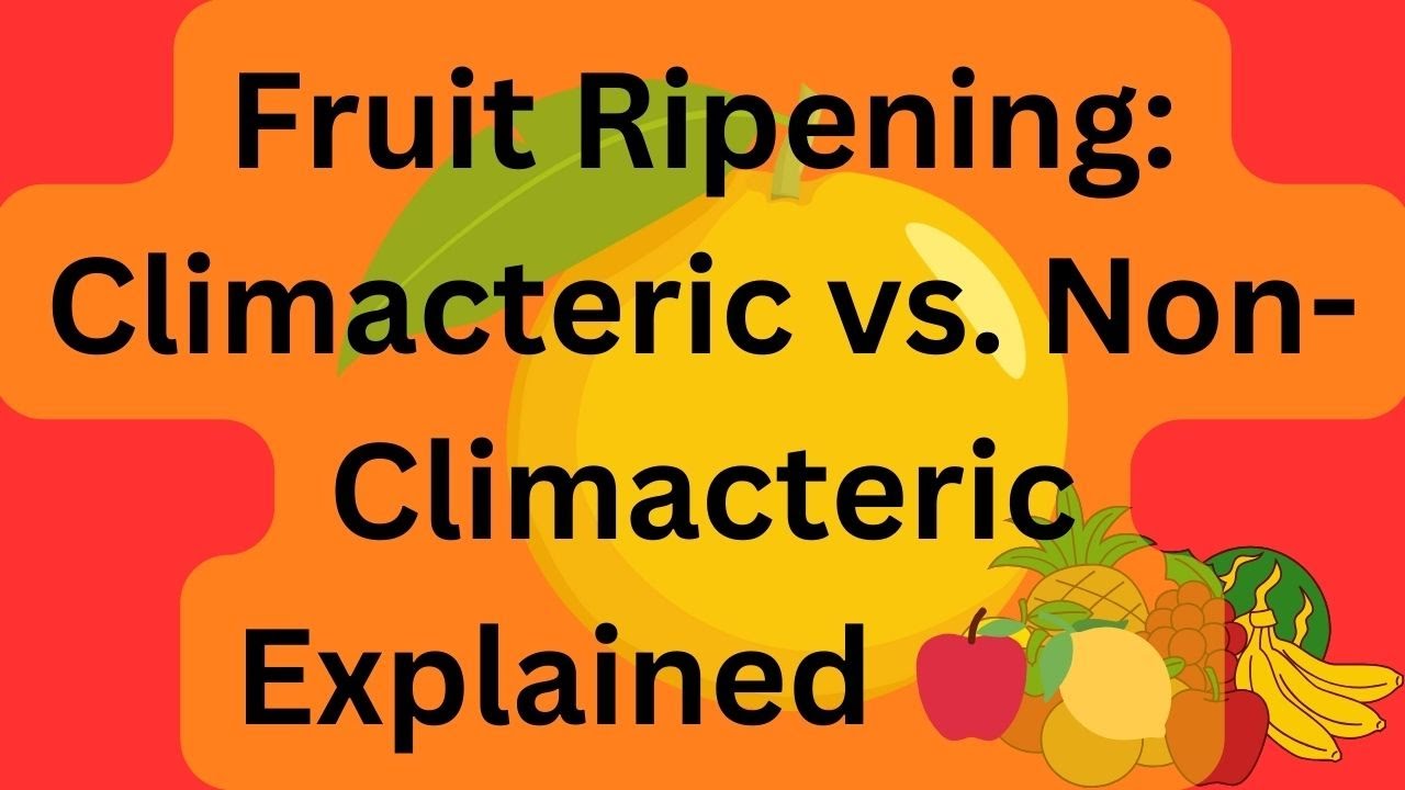 Fruit Ripening: Climacteric vs. Non-Climacteric Explained 🍎🍋