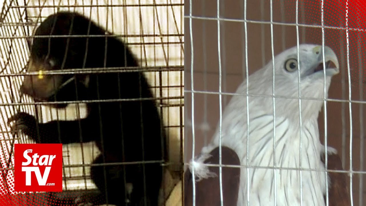 First a baby sun bear, now a Brahminy kite?