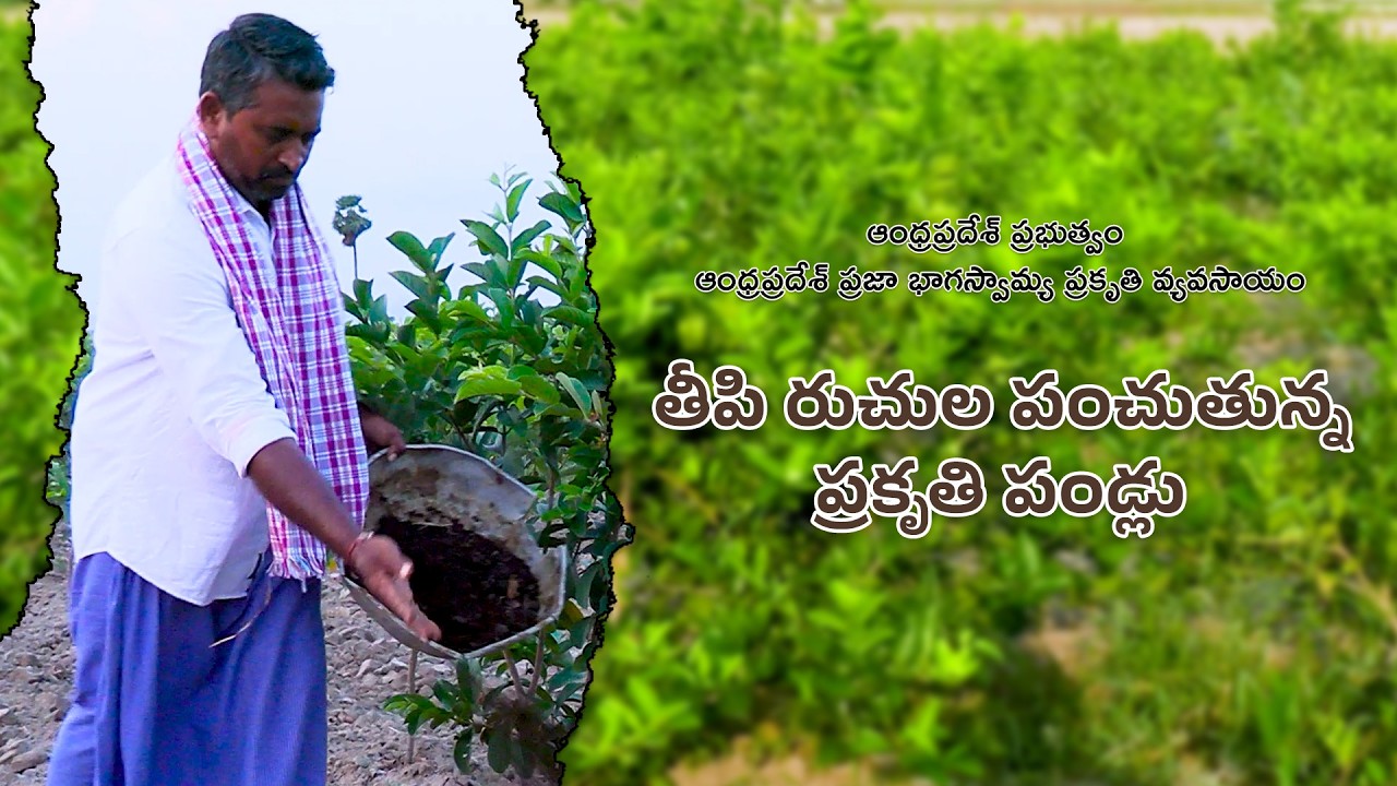 తీపి రుచుల పంచుతున్న ప్రకృతి పండ్లు