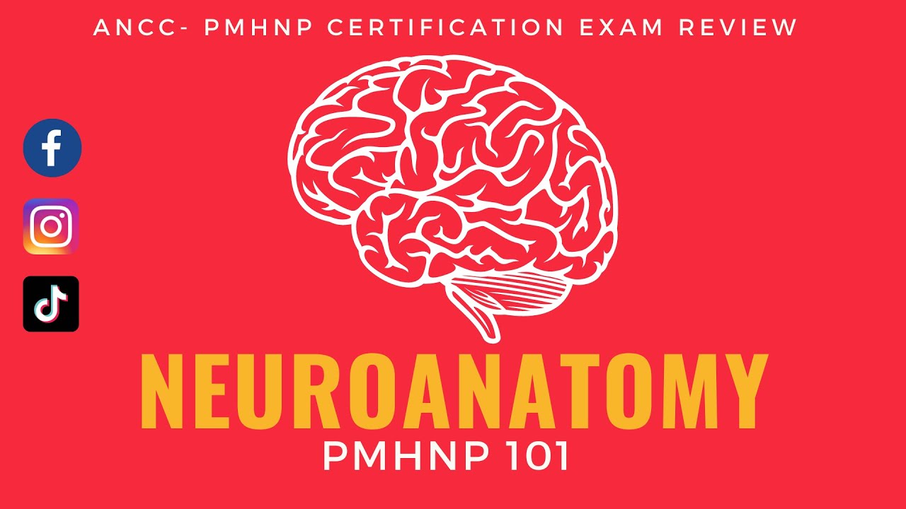 ANCC-PMHNP Domain Part 1- NEUROANATOMY | Certification Exam Review 2021 #PMHNP @WIRED @TEDEd