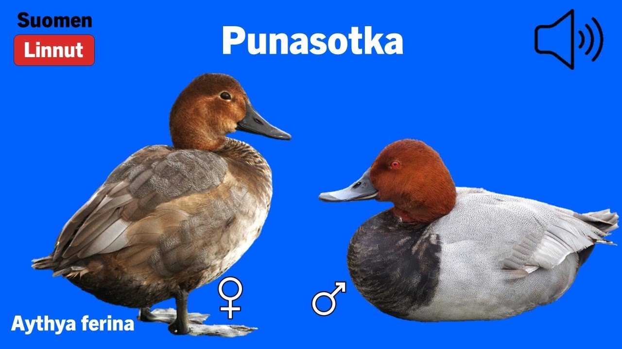 Punasotka - Aythya ferina - Common Pochard - brunand - AYTFER