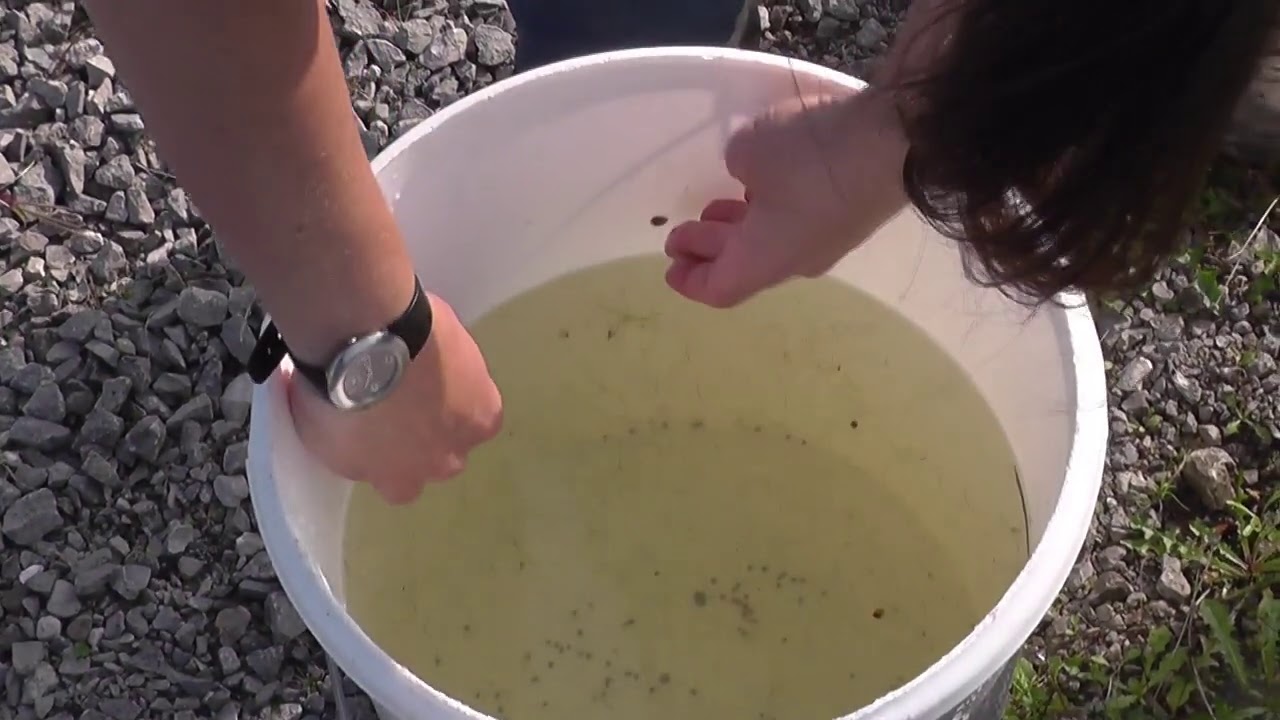 Zooplankton sampling