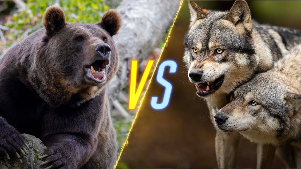 Bear VS Wolves
