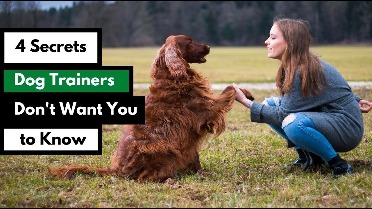 4 Secrets Dog Trainers Don't Want You To Know