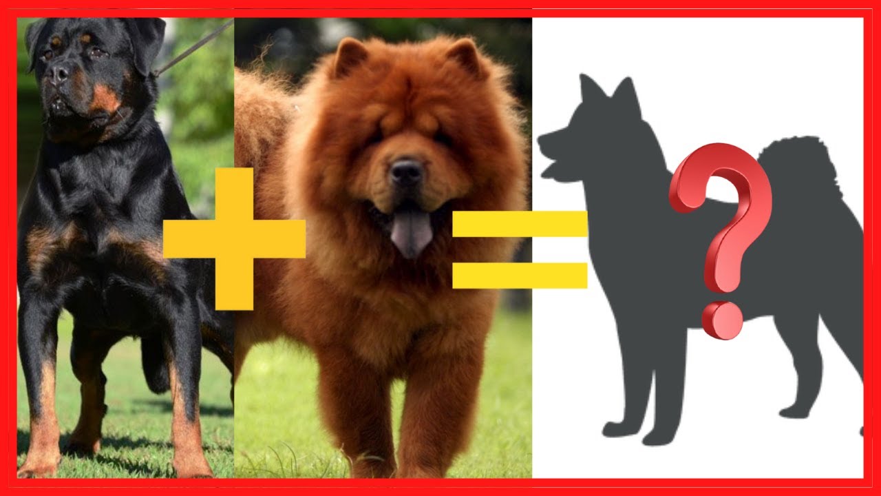 TOP 10 ROTTWEILER MESTIÇO QUE VOCÊ  PRECISA CONHECER