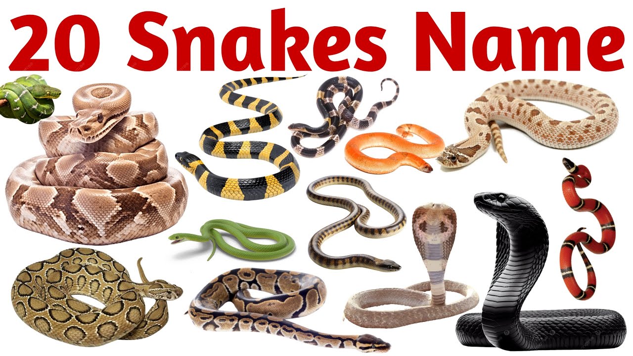 20 Snake Names for Kids | Learn Snake Species in English with Pictures, Facts & Fun Sounds