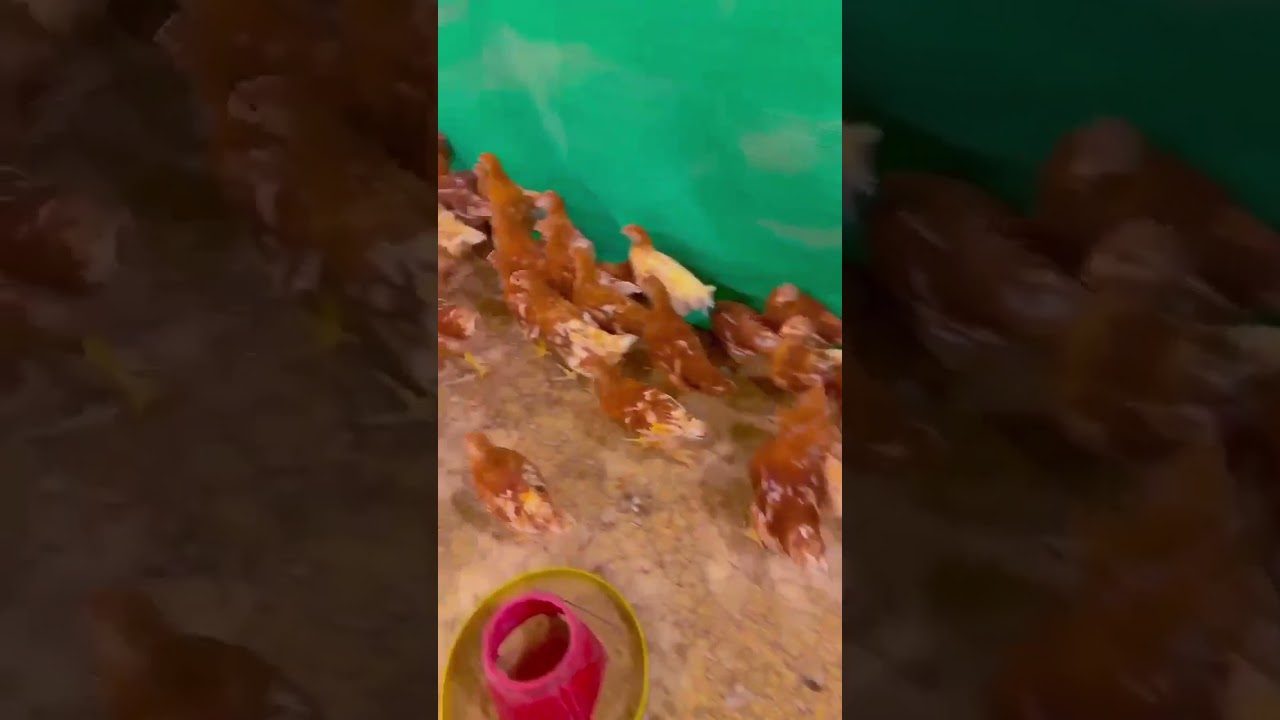 lohman Brown hens