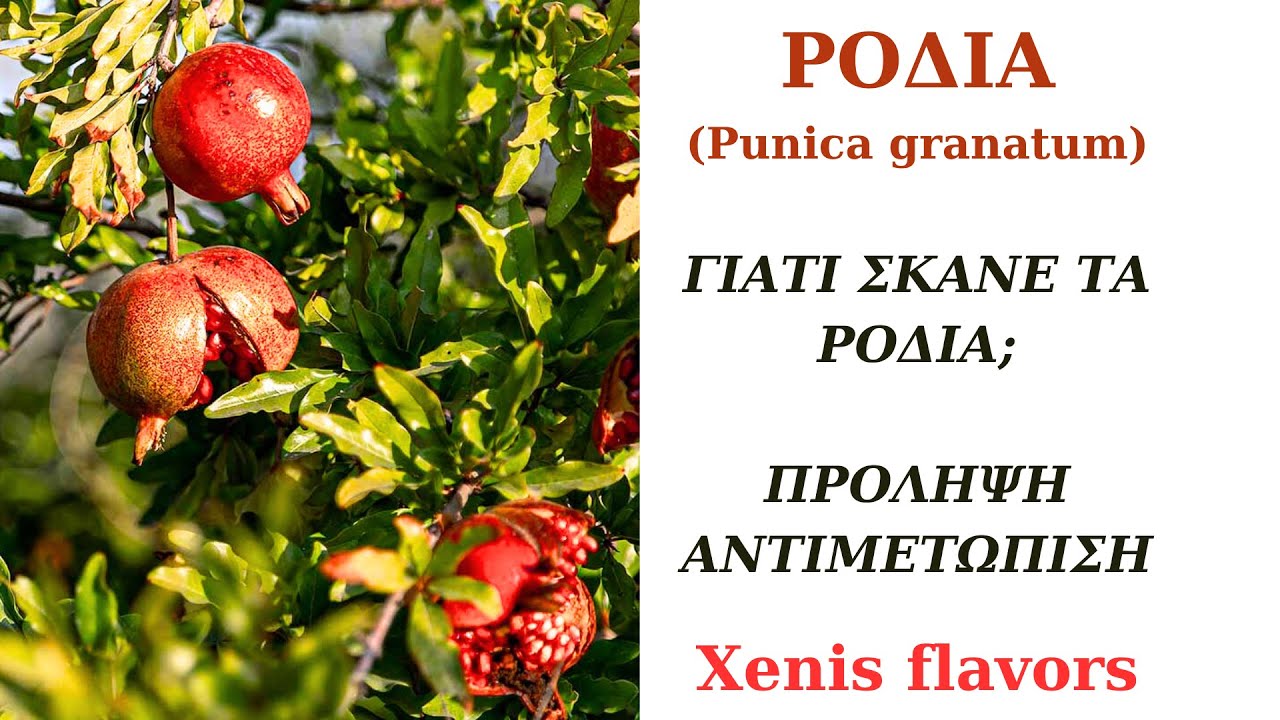 Ροδιά:Σκάσιμο Καρπων!! 5 Λόγοι, Πρόληψη κ Αντιμετωπιση!!Xenis flavors