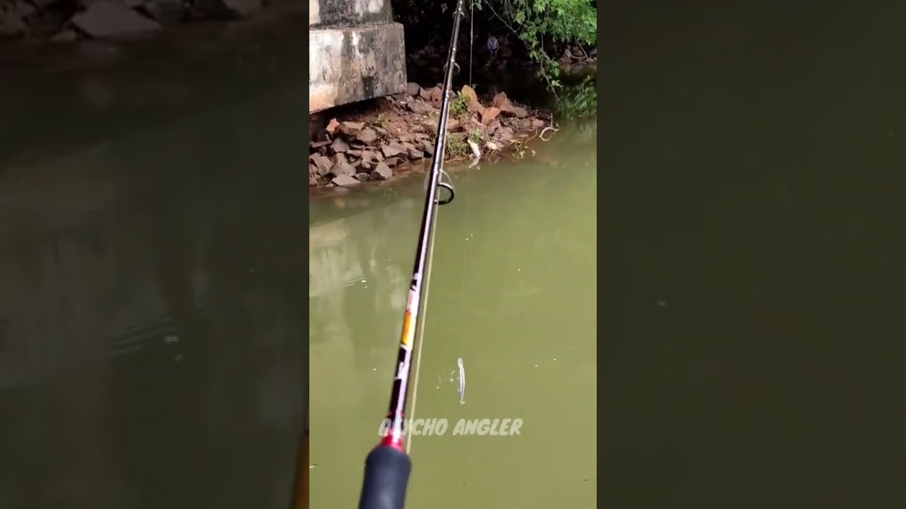 #shorts ഇവൻ വലിയ ഒരു ചൂണ്ടകാരൻ ആകും 😊👍🏻#shortvideo #fishing #kerala