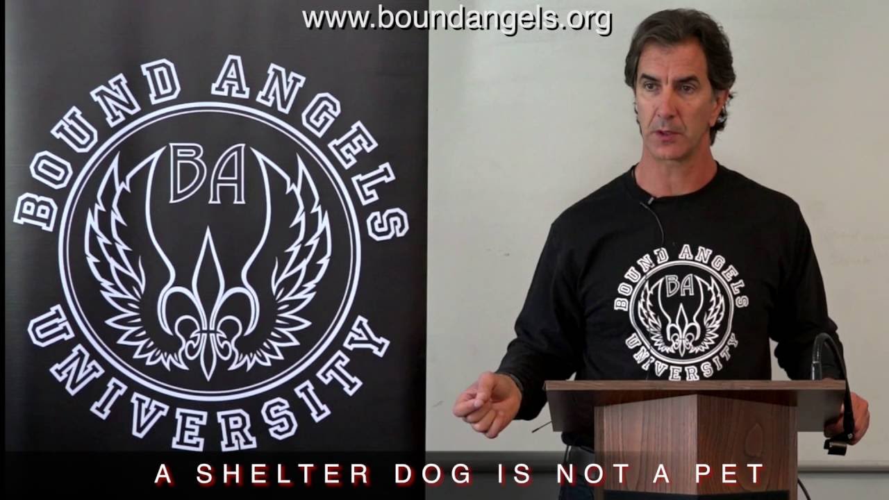 A Shelter Dog is Not a Pet - this will change everything you think about shelter dogs