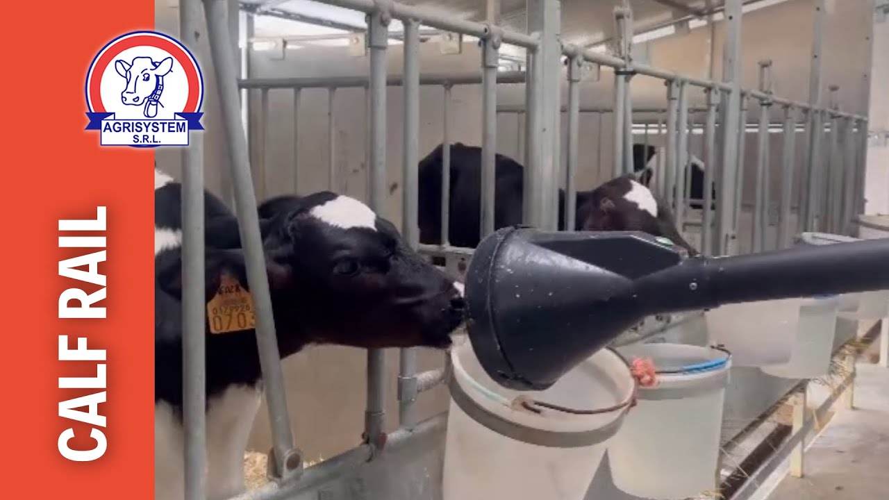 CALF RAIL Sistema di alimentazione automatico per vitelli - Agrisystem srl