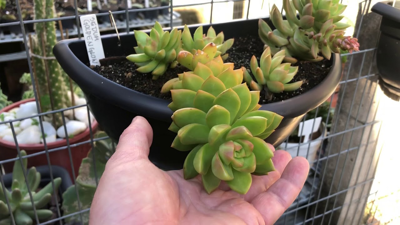 Sedum Adolphi, Sedum Golden Glow e Graptosedum Bronze