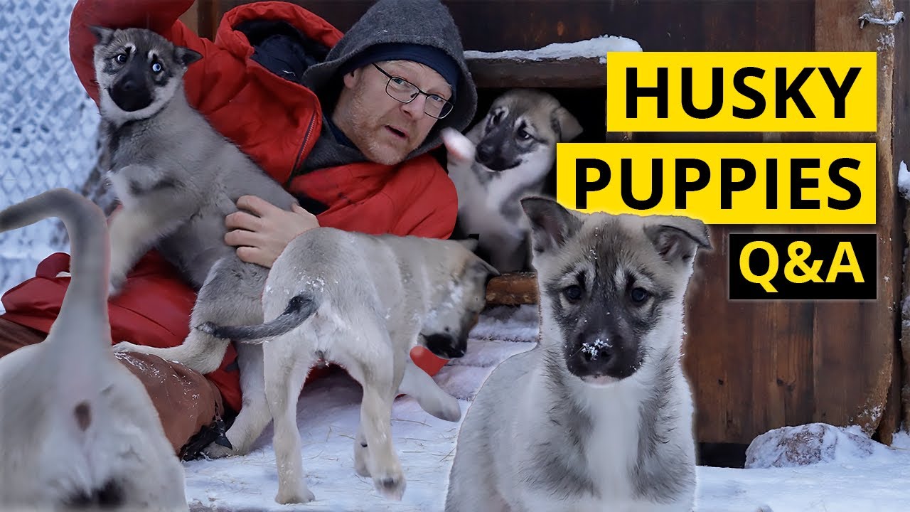 Siberian Husky Puppies Q&A | Working Husky Kennel Arctic Sweden