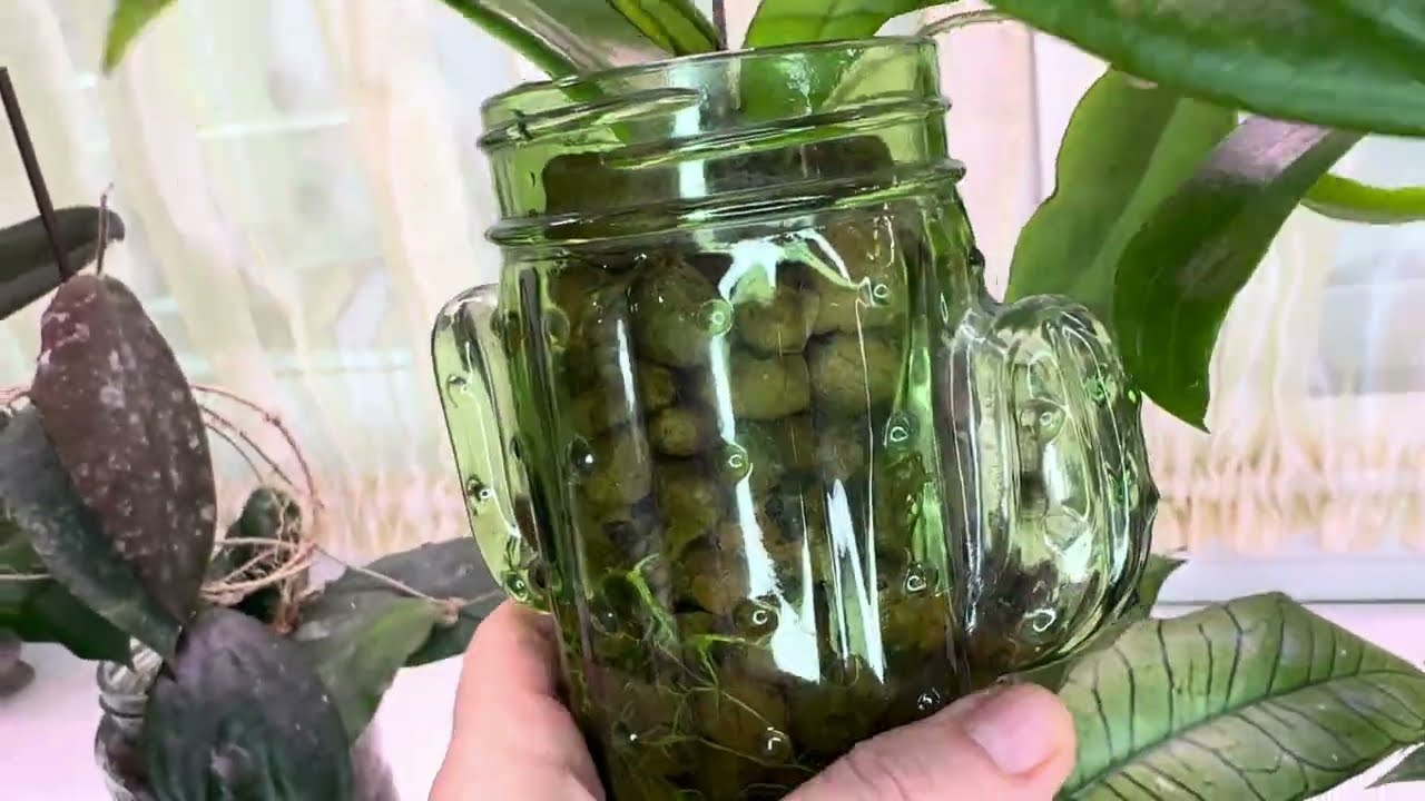 Мои хойи в керамзите 🌱Интересный опыт 👍