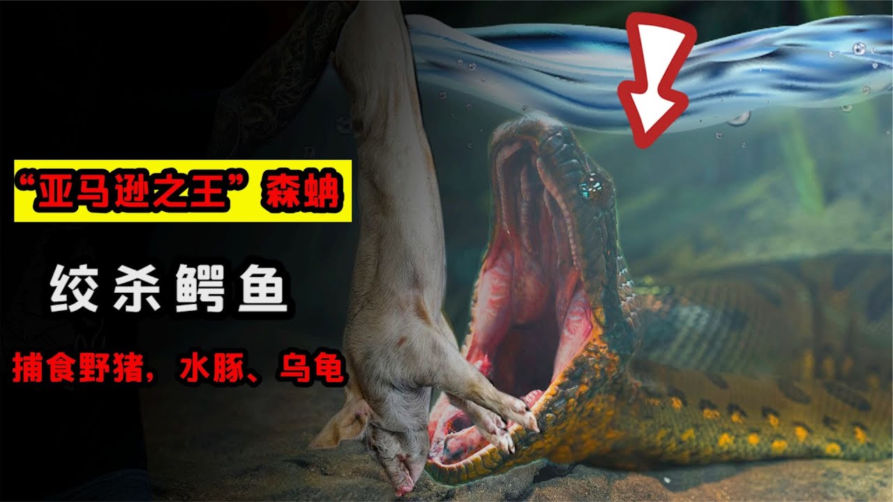 亞馬遜森蚺有多恐怖？身長10米重250公斤，連鱷魚也能捕食！