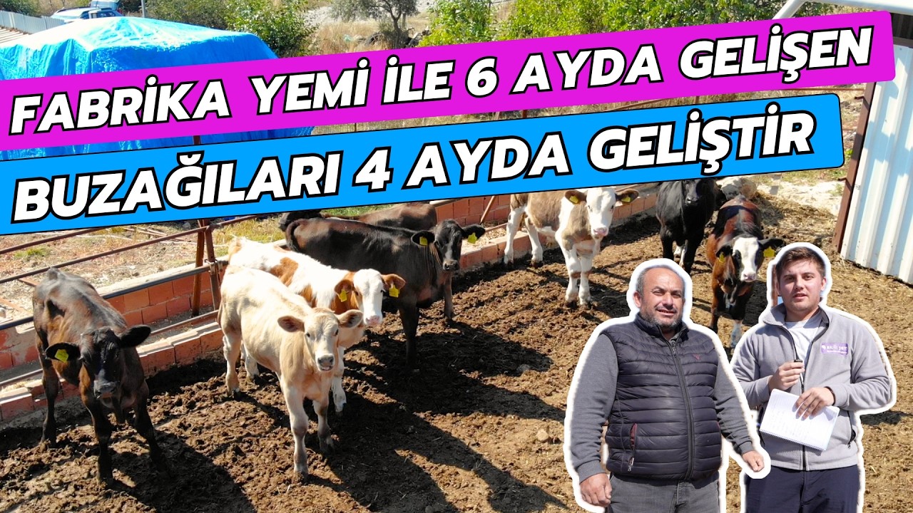 Fabrika Yemi İle 6 Ayda Gelişen Buzağıları 4 Ayda Geliştir