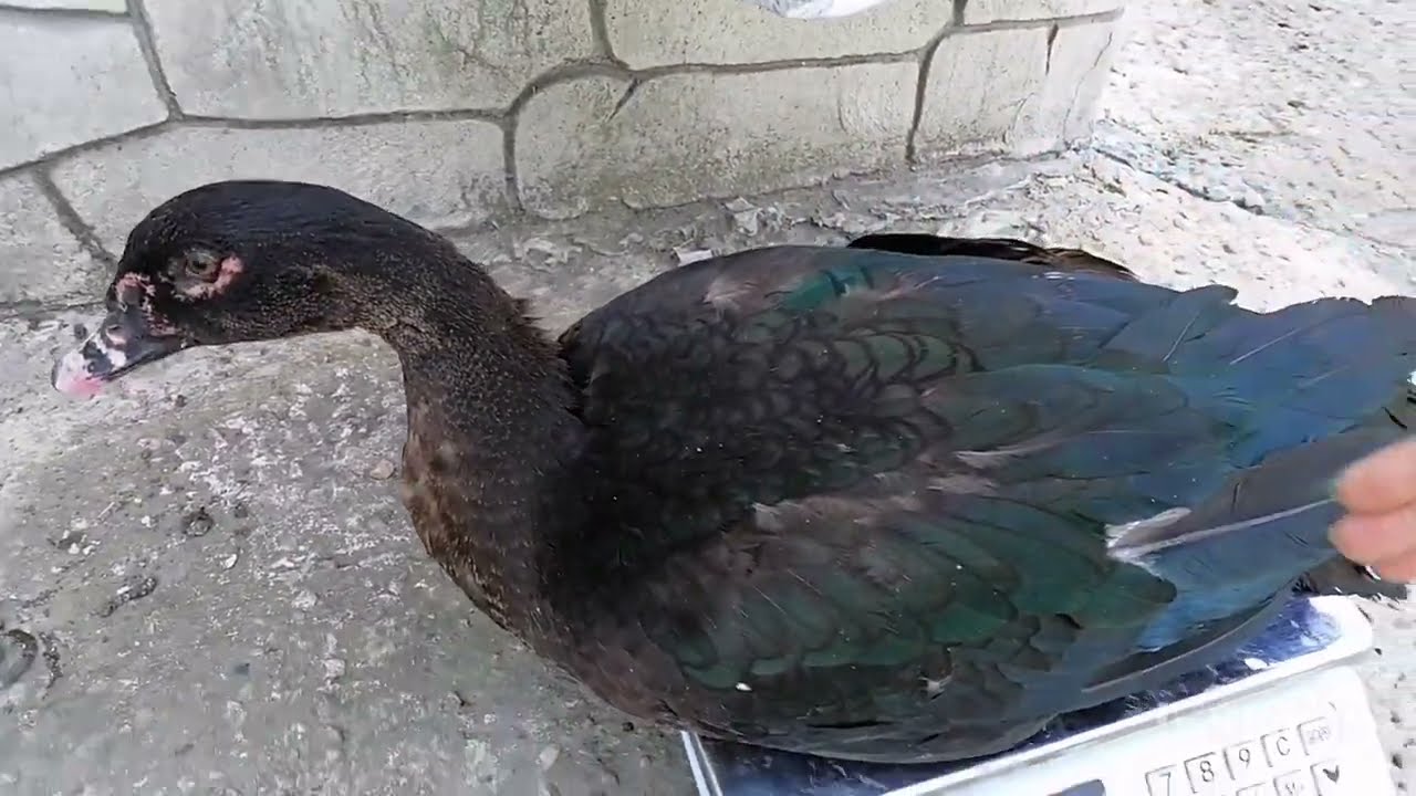 Пополнение в хозяйстве - мускусные уточки Орвия и селезень изумрудного окраса. Спасибо, Наталья!