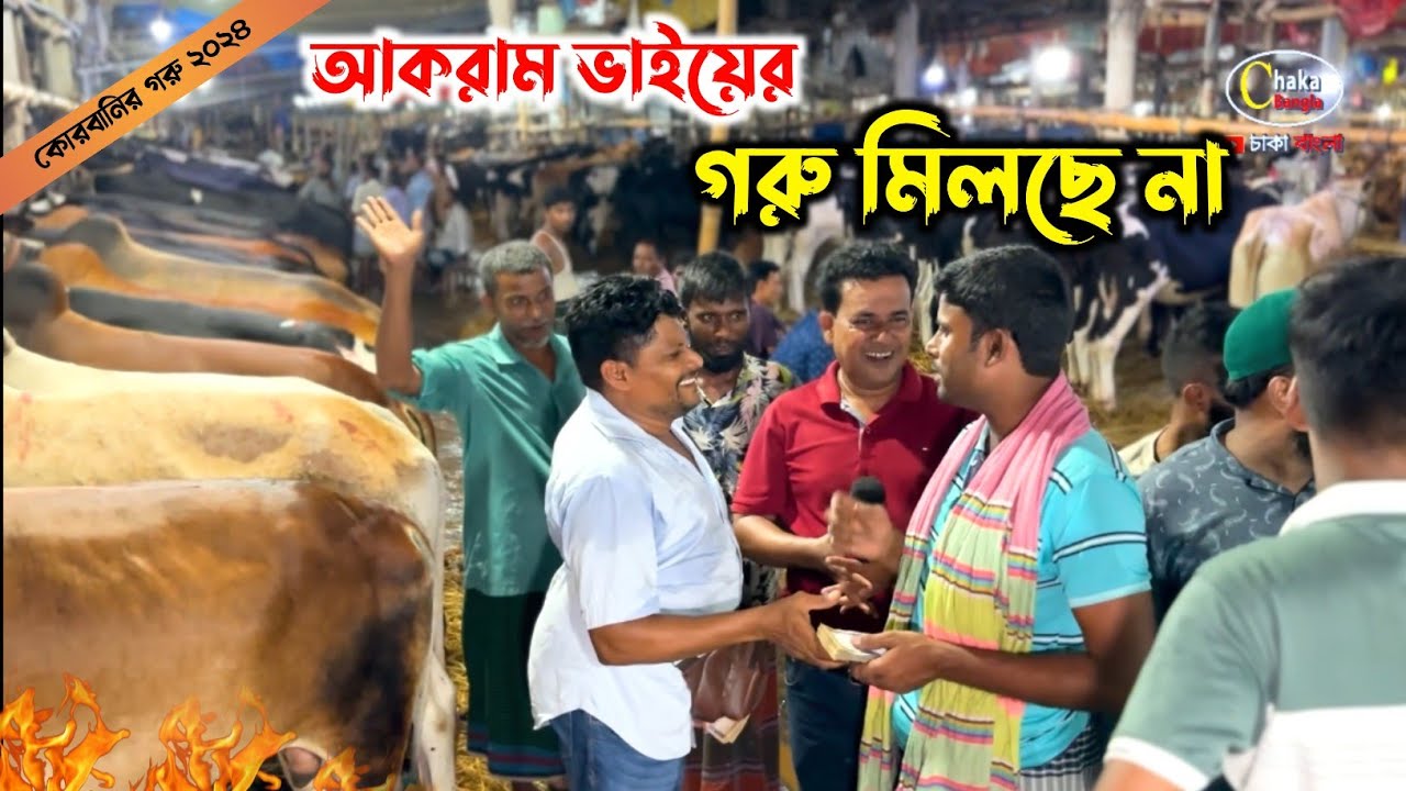 আকরাম ভাইয়ের আজকে মিস ফিল্ডিং! গরু ক্রয় করতে পারছে না! গাবতলী গরুর হাট 2024