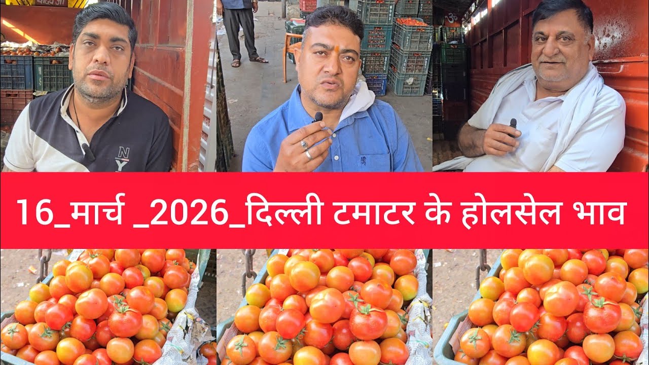 16 March 2026 दिल्ली 🍅टमाटर के भाव azadpur Delhi mandi today tomato market price #tomatomarket 