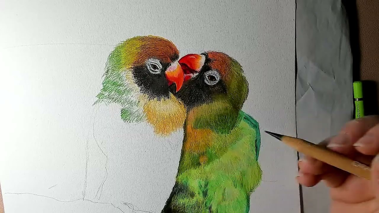 Calm Drawing Session | Coloured Pencil Lovebirds