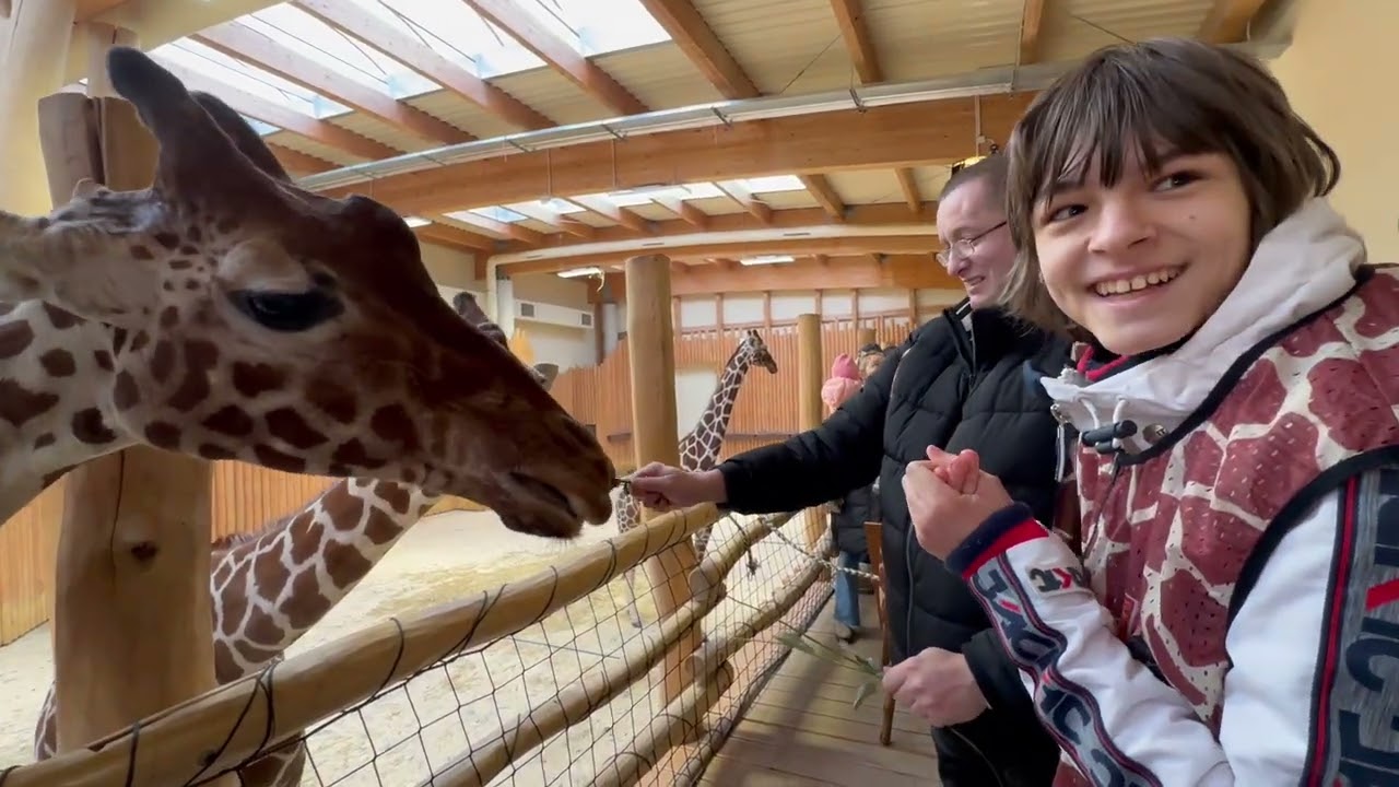 Safari jak z Afryki... w Czechach?! Karmimy żyrafy z ręki! 🇨🇿🦒🔥